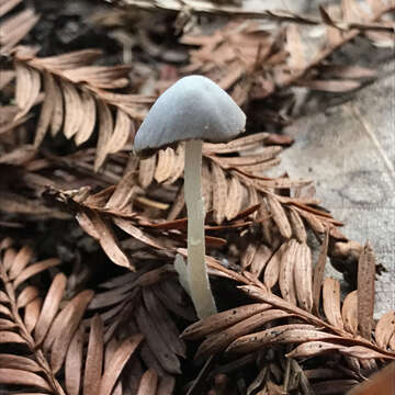 Image of Coprinopsis marcescibilis (Britzelm.) Örstadius & E. Larss. 2008