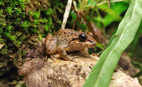 Image of Limnonectes conspicillatus (Günther 1872)