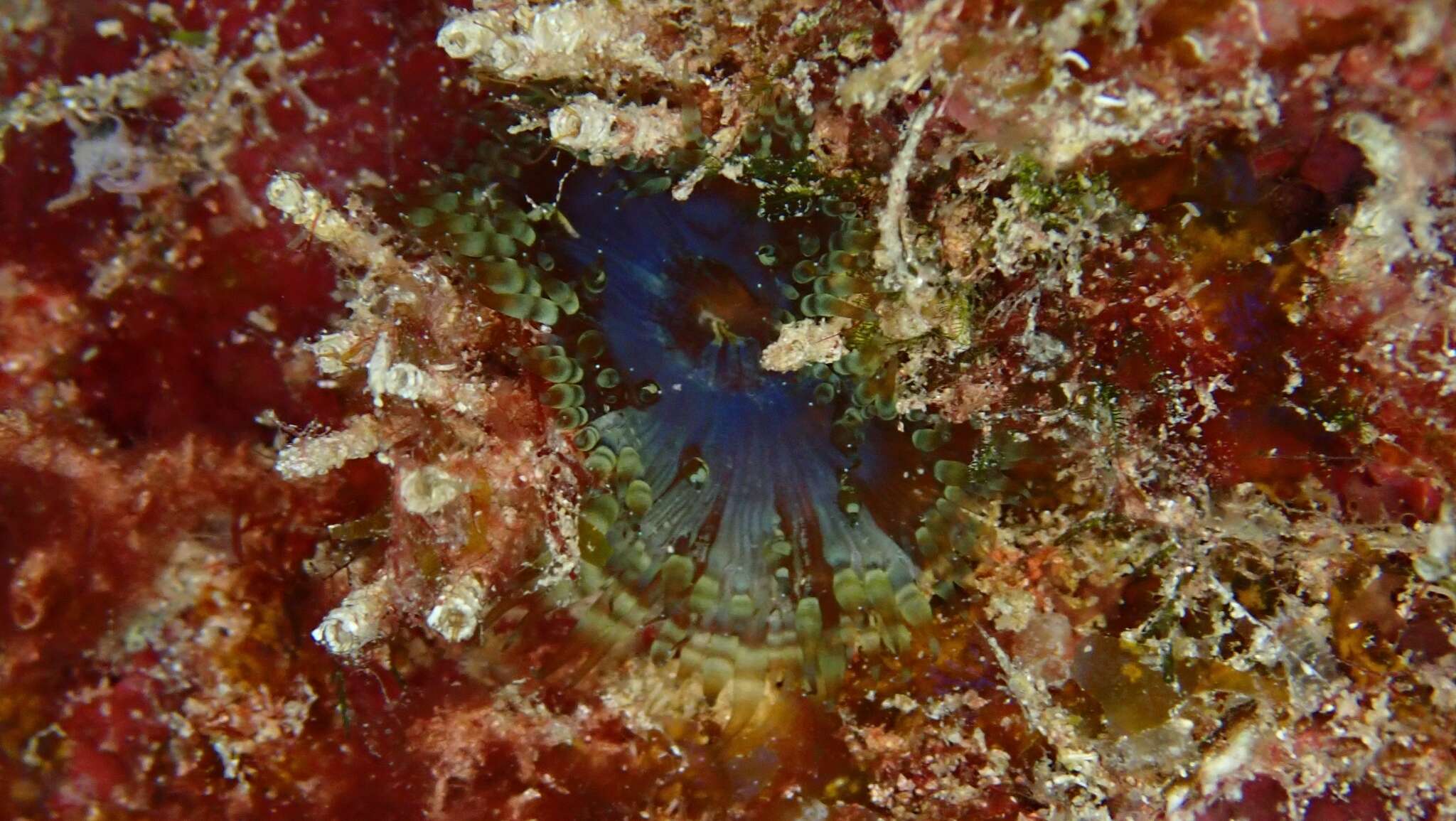 Image of Bellactis caeruleus Ocaña, den Hartog & Brito 2015