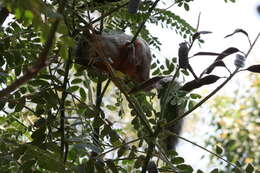 Image of Bushy-tailed Olingo