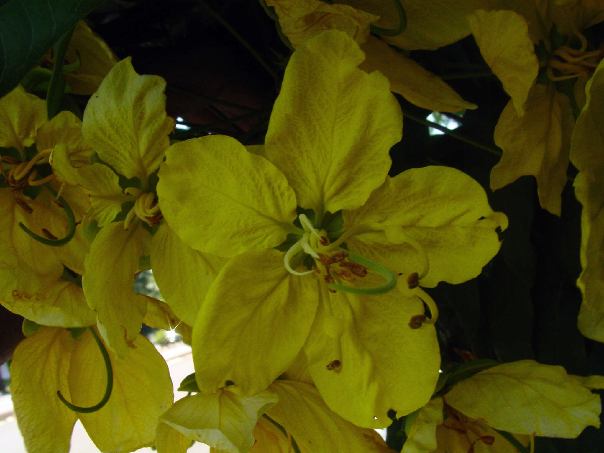 Imagem de Cassia leptophylla Vogel