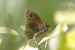 Image of Great Basin Wood Nymph