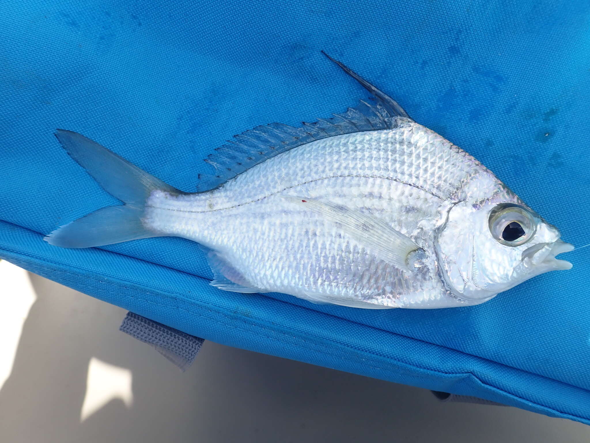 Image of Flagfin Mojarra