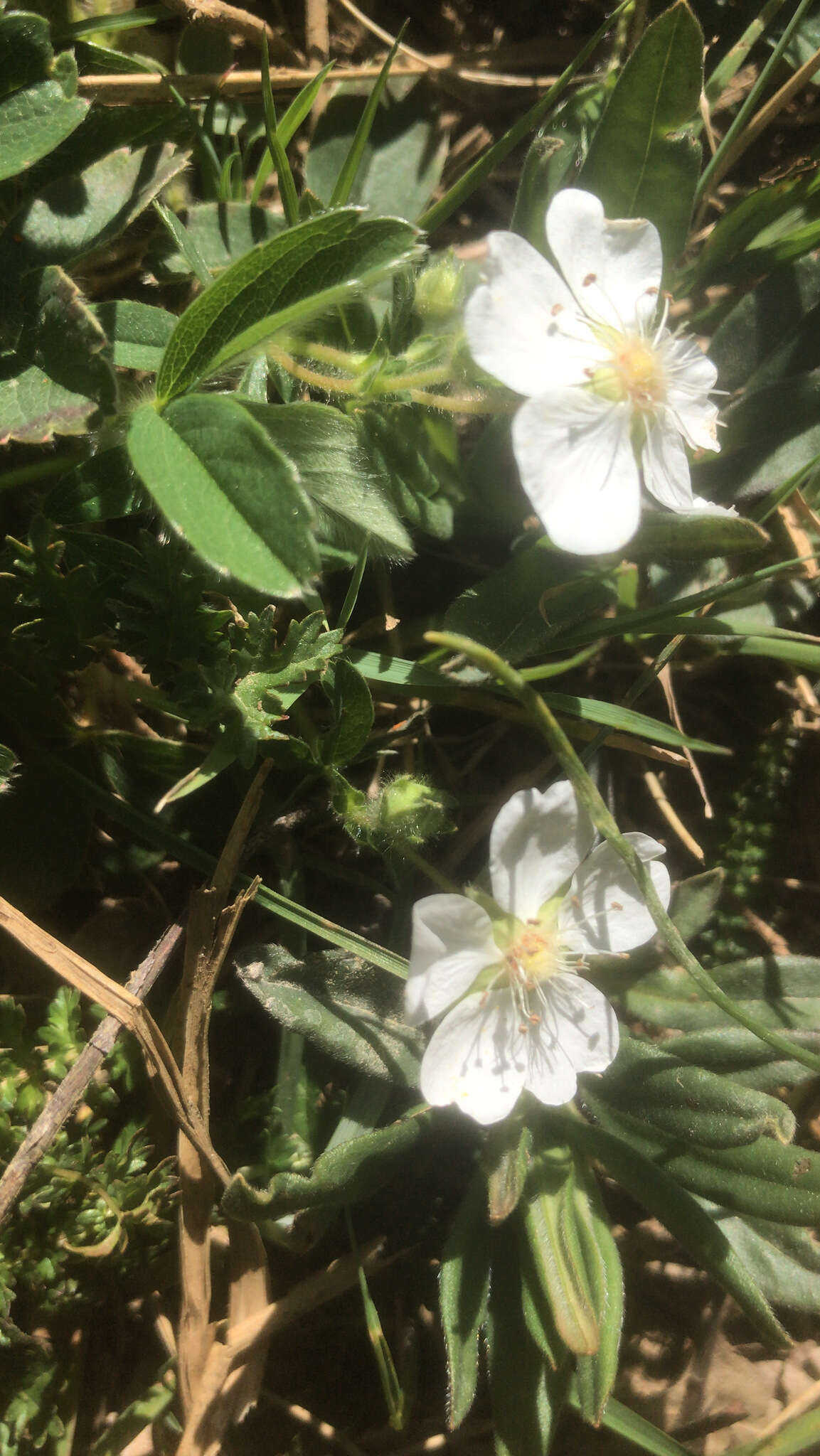 Image of Potentilla montana Brot.