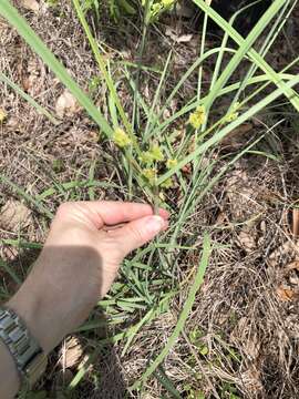 Sivun Cyperus conicus (R. Br.) Boeckeler kuva