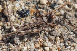 Image of Derotmema saussureanum Scudder & S. H. 1900