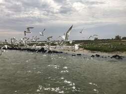 Image of West African Crested Tern