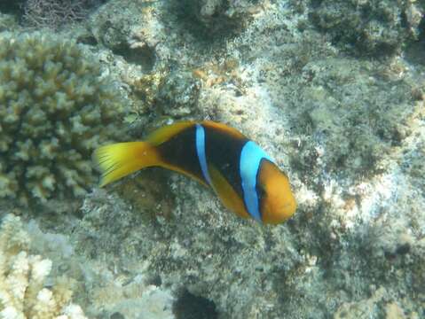 Image of Orange-fin anemonefish