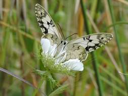 Image of Levantine Marbled White