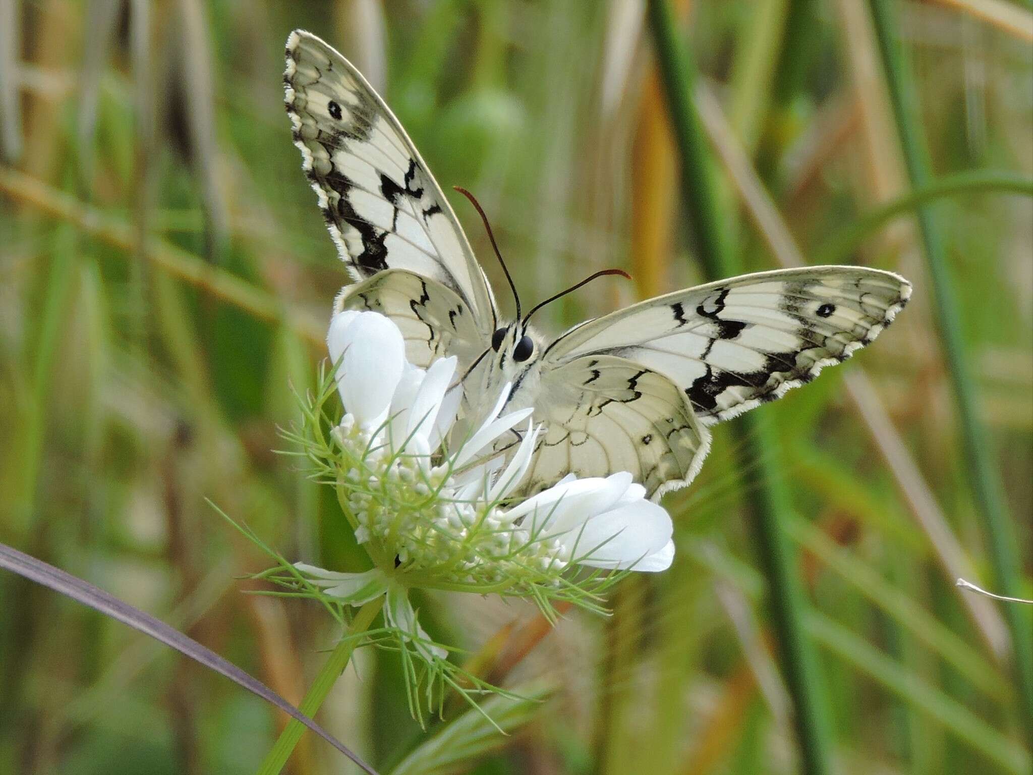 Imagem de Melanargia titea Klug 1832