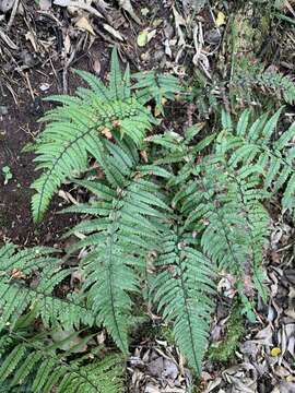 Image de Polystichum luctuosum (Kunze) T. Moore