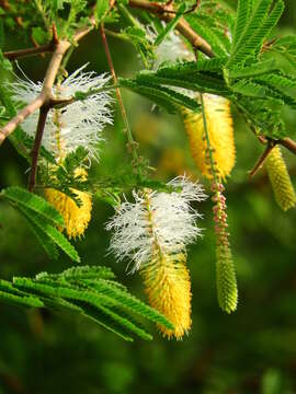 Imagem de Dichrostachys cinerea (L.) Wight & Arn.