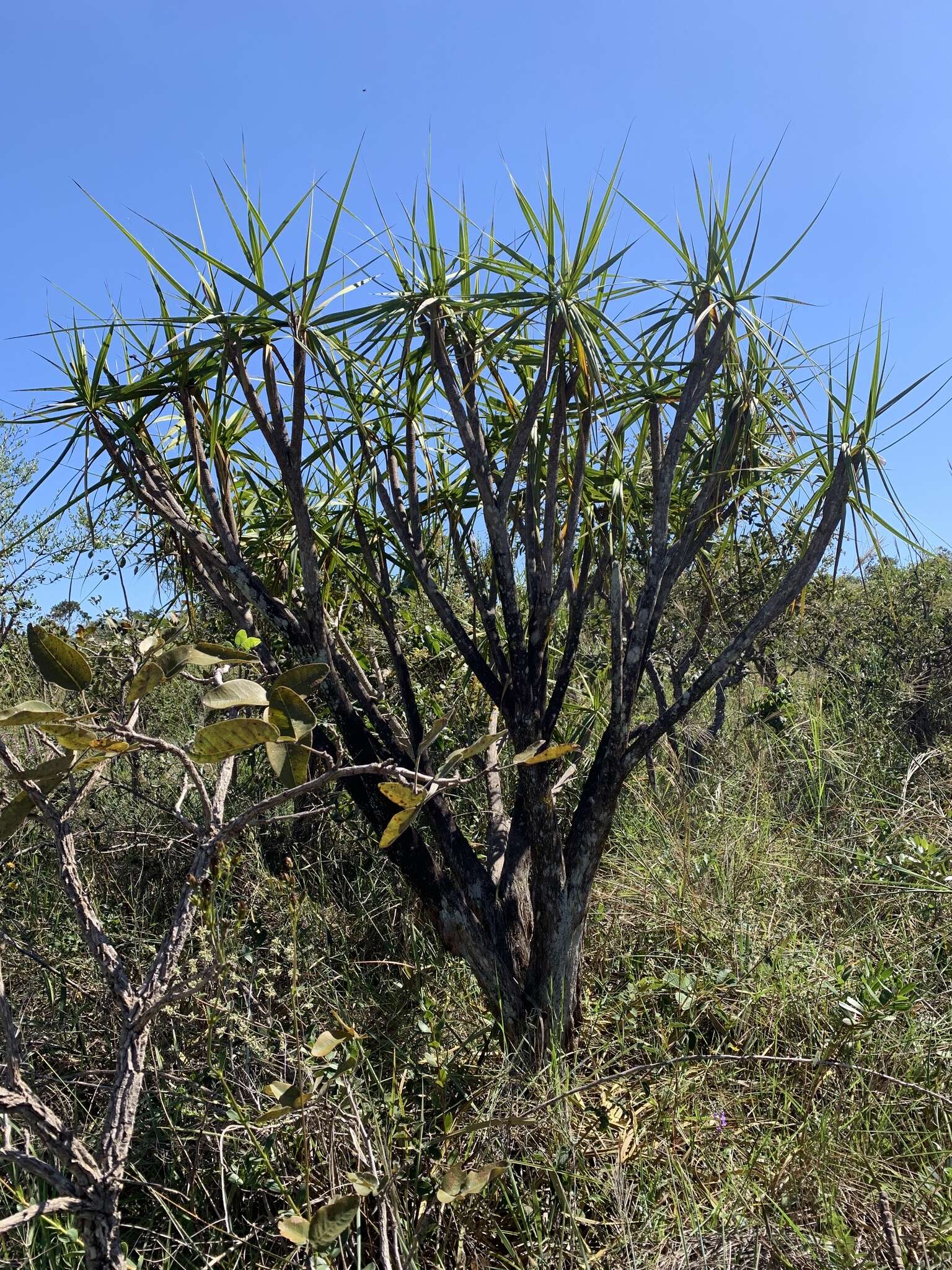 Image de Vellozia squamata Pohl