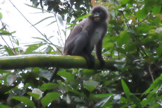 Image of Phayre's Langur