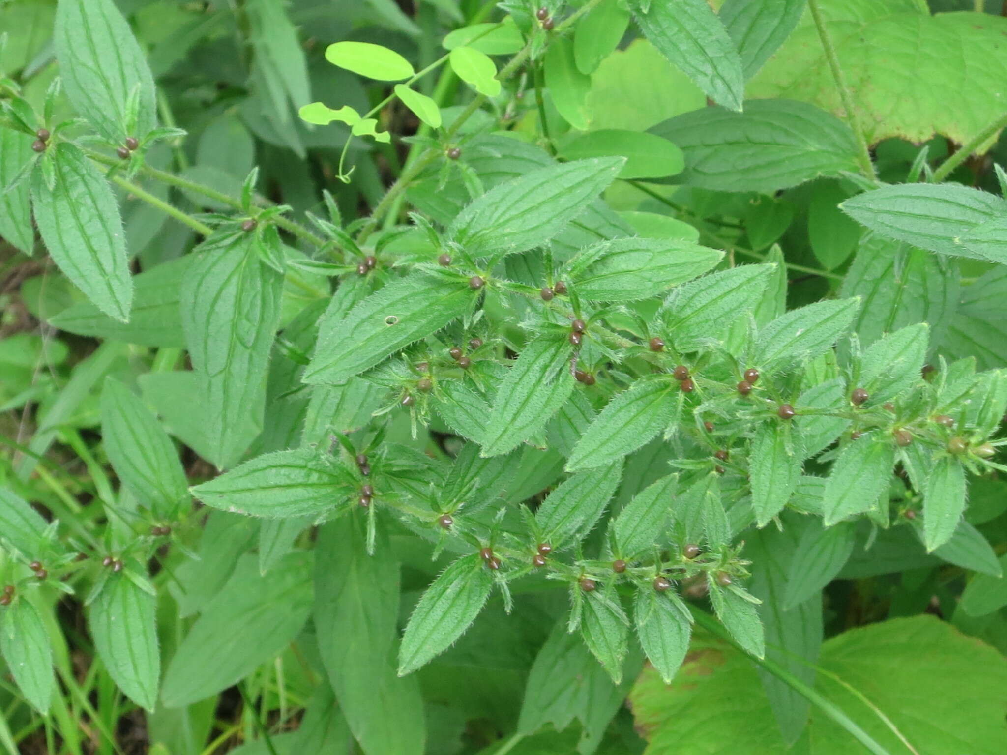 Image of lithospermum