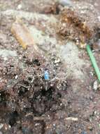 Image of Orange spiny whitefly