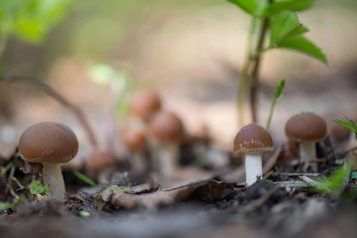 Imagem de Psathyrella spadiceogrisea (Schaeff.) Maire 1937