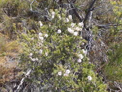 Image de Melaleuca striata Labill.