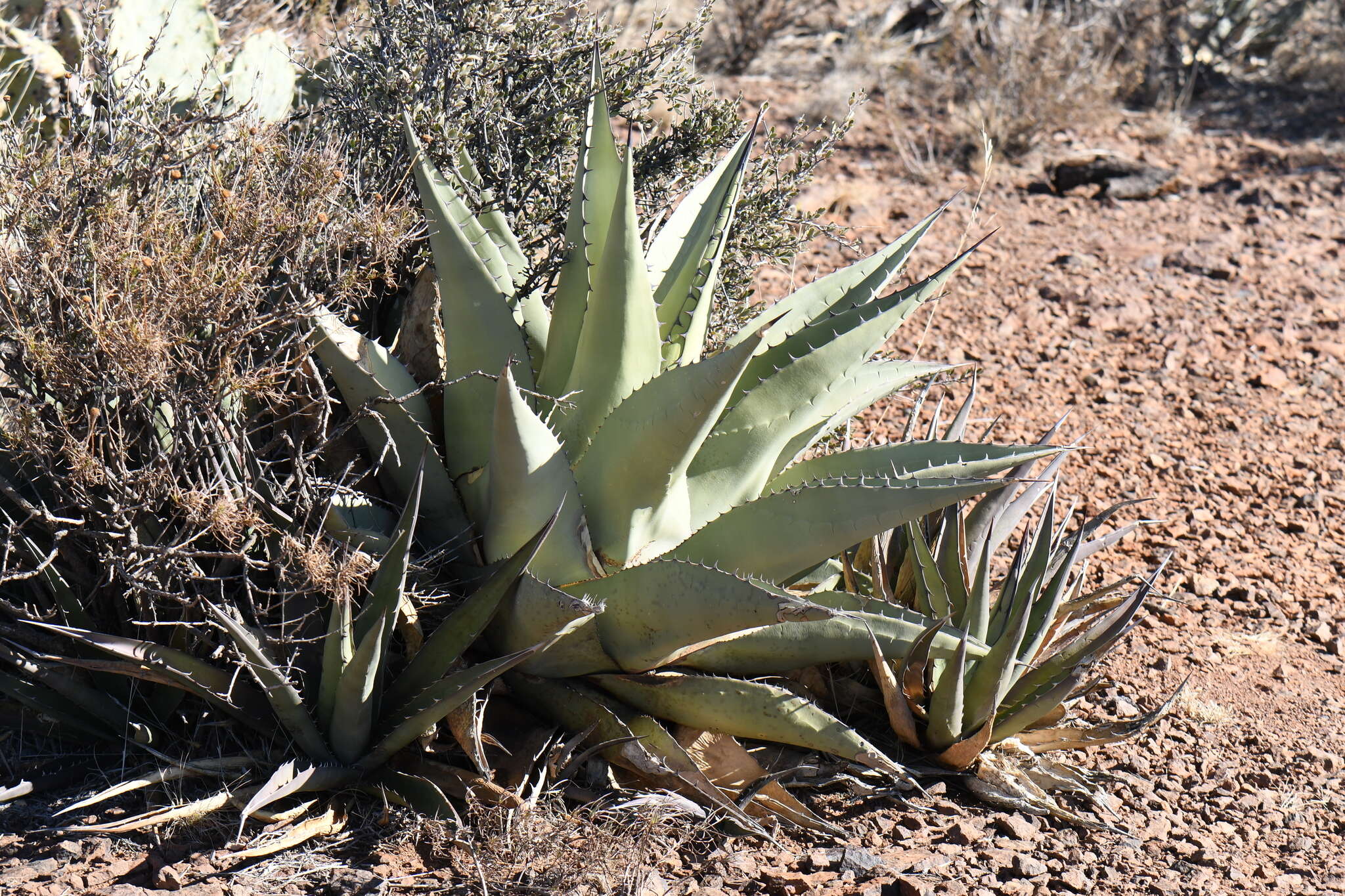 Agave glomeruliflora (Engelm.) A. Berger的圖片