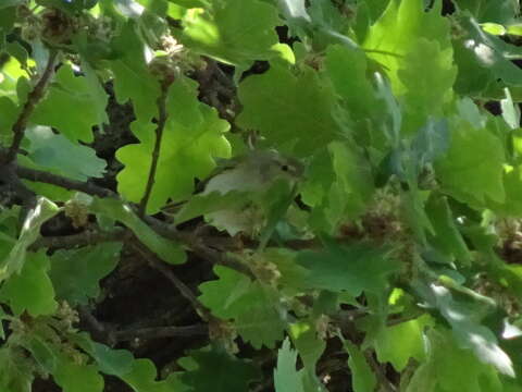 Image of Bonelli's Warbler