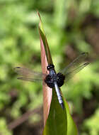 Слика од Erythrodiplax unimaculata (De Geer 1773)