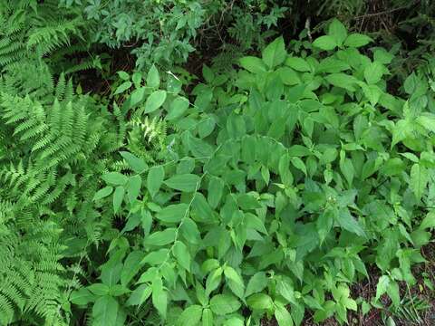 Imagem de Streptopus amplexifolius (L.) DC.