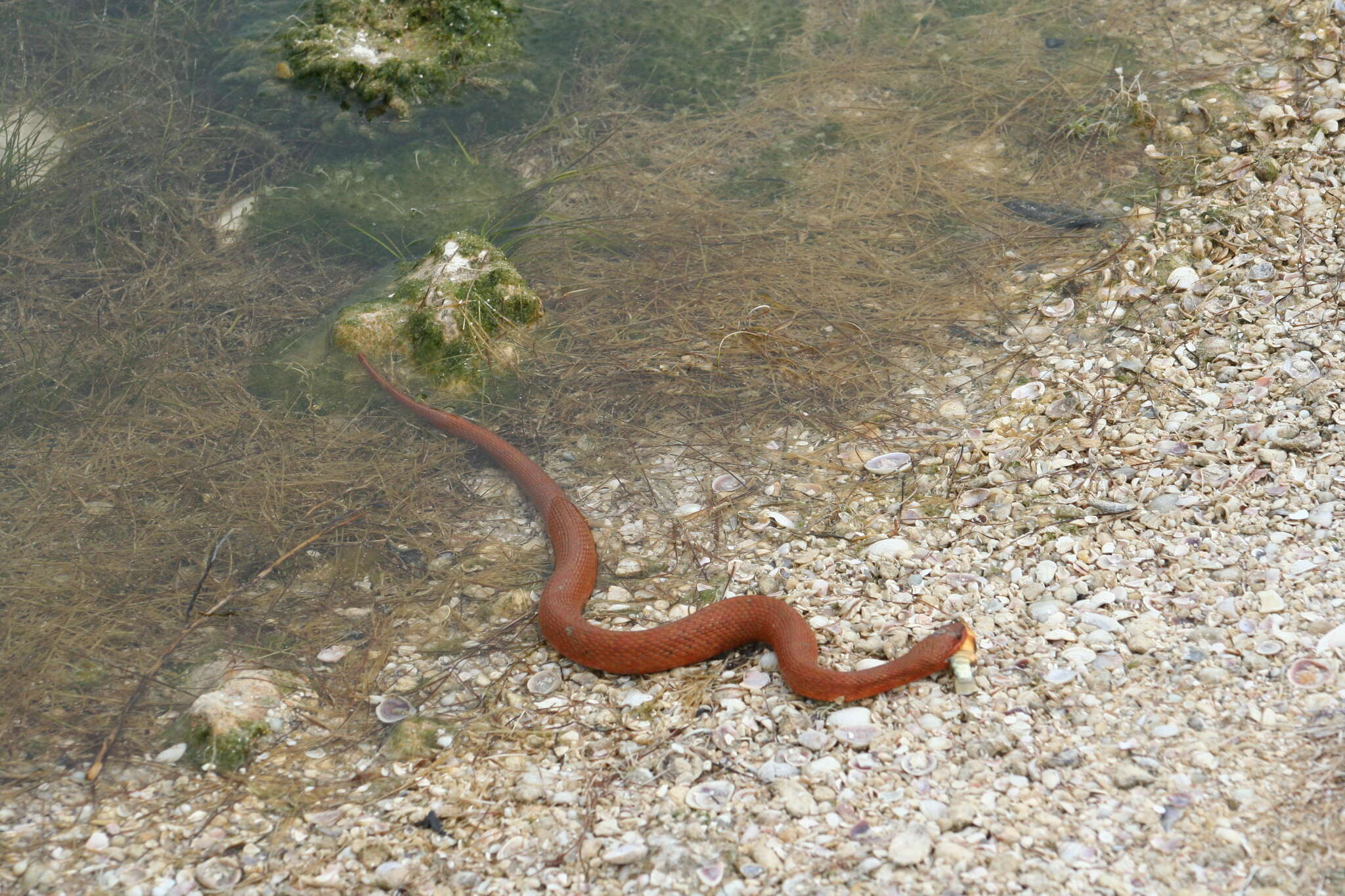 Imagem de Nerodia clarkii compressicauda Kennicott 1860