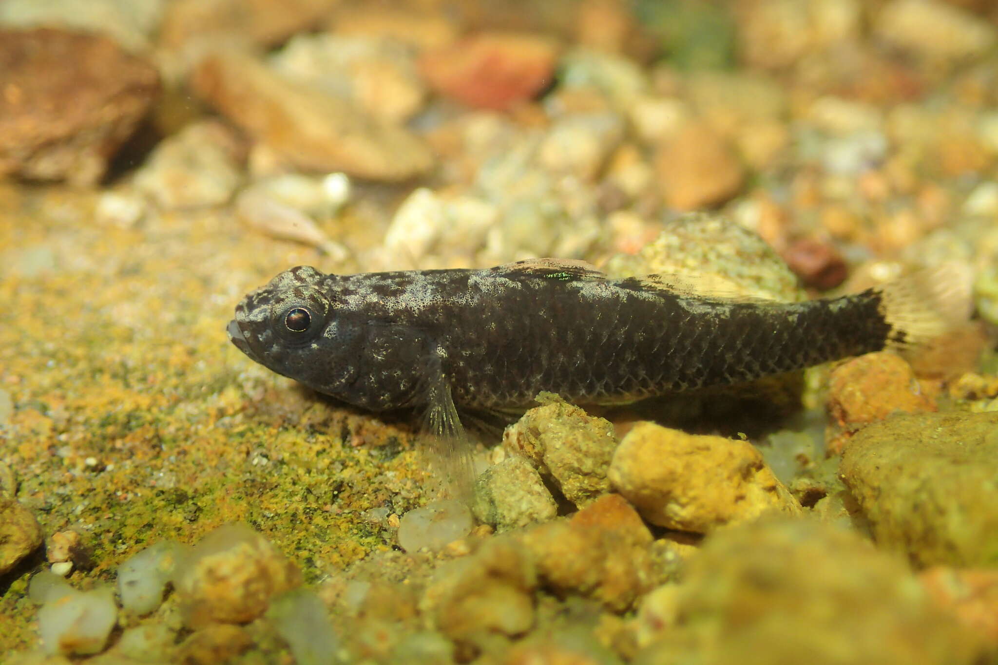 Image of Bigmouth Goby