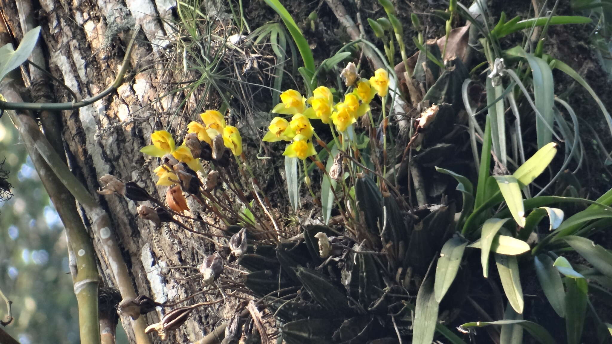 Image of Sweet scented Lycaste