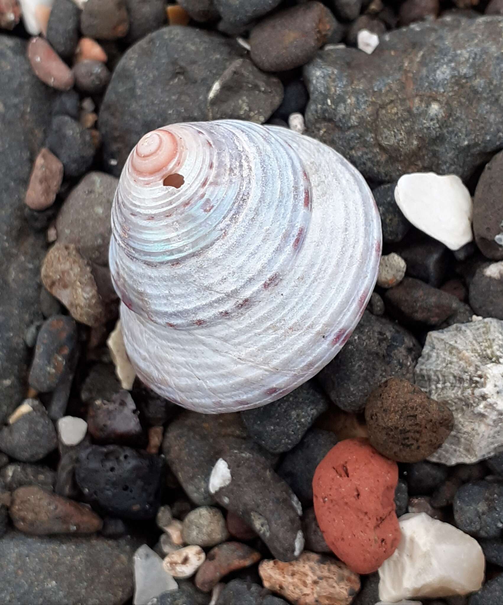 Sivun Calliostoma zizyphinum (Linnaeus 1758) kuva