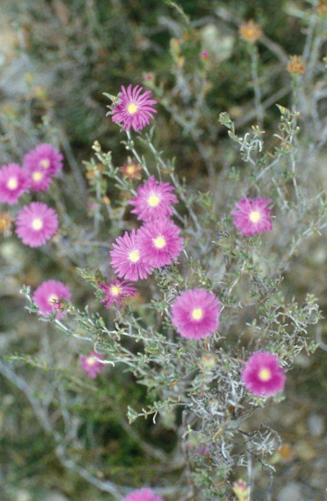 صورة Erepsia polypetala (A. Berger & Schlechter) L. Bol.