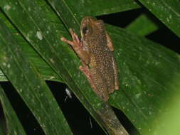 Image of Ecuador slender-legged treefrog