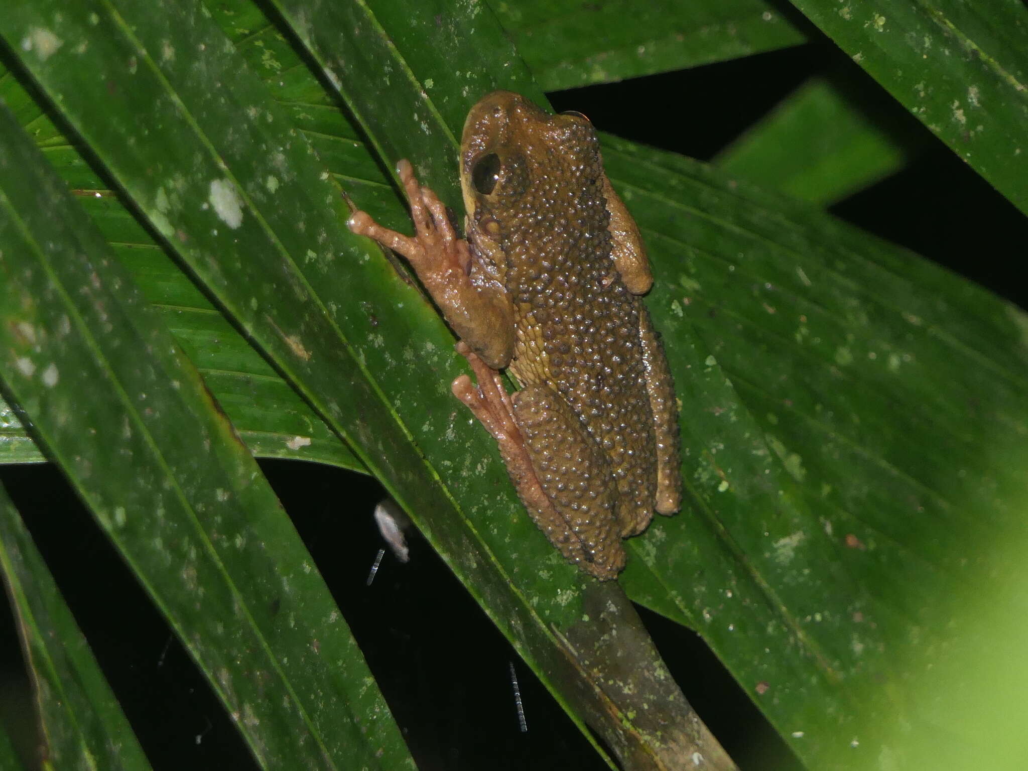 Osteocephalus verruciger (Werner 1901)的圖片