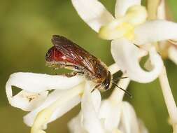 Lasioglossum hiltacum (Smith 1853)的圖片