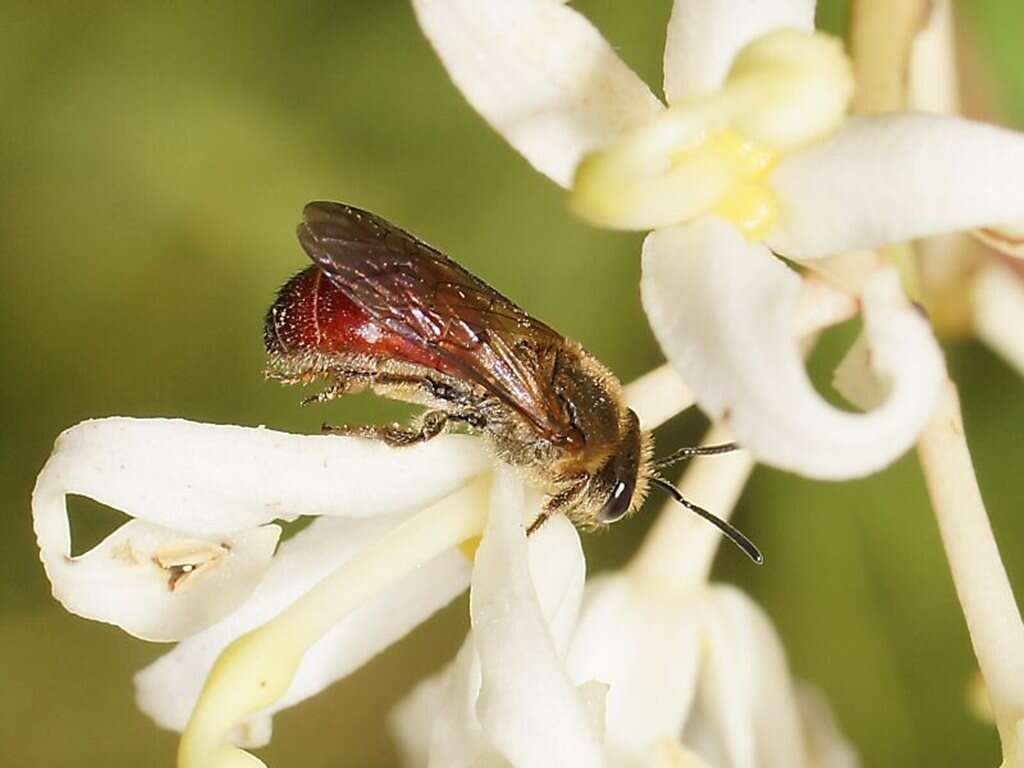 Lasioglossum hiltacum (Smith 1853)的圖片