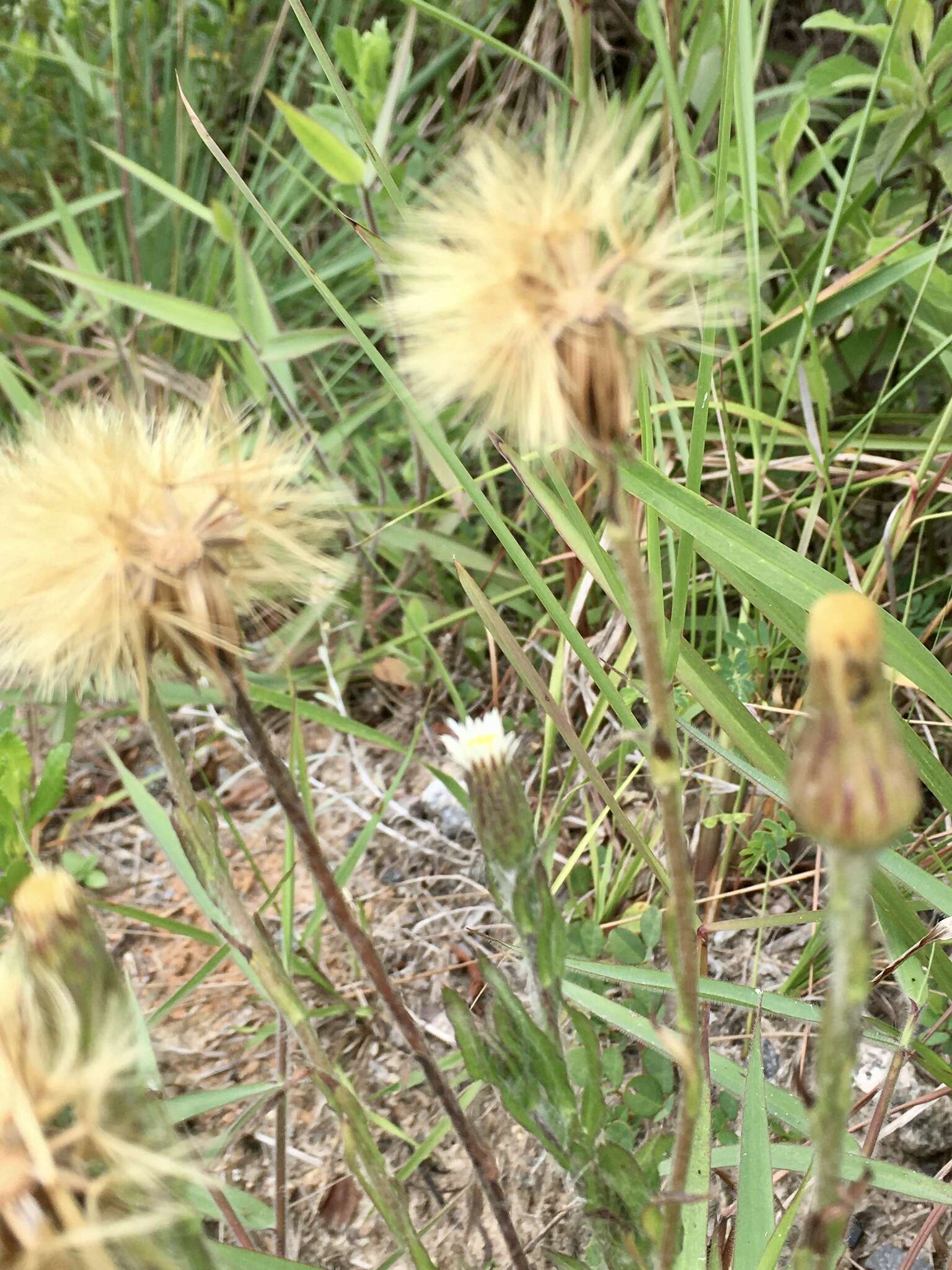 Image of Noticastrum calvatum (Baker) Cuatrec.