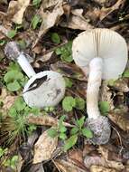 Image of Amanita mutabilis Beardslee 1919