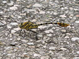 Image of Dromogomphus spoliatus (Hagen ex Selys 1858)