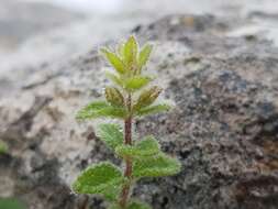 Imagem de Stachys natalensis Hochst.