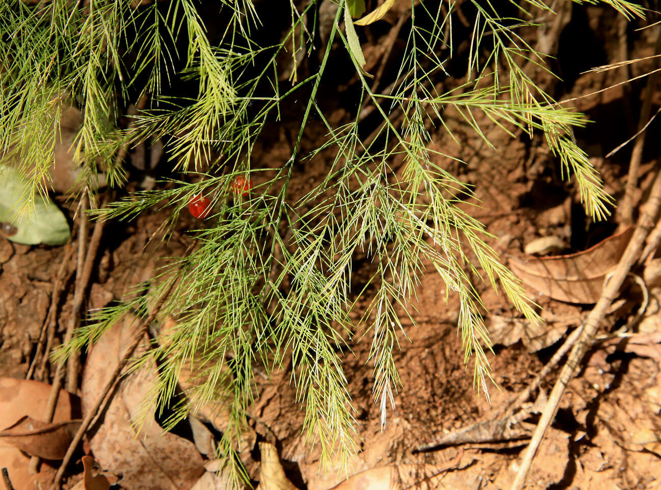 Image of Broom asparagus