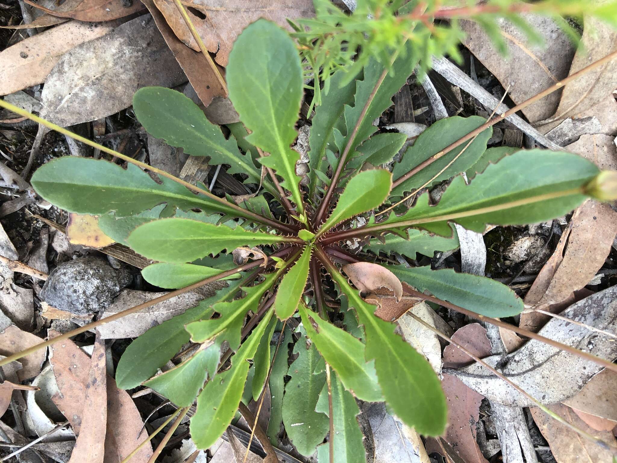 Imagem de Goodenia caroliniana