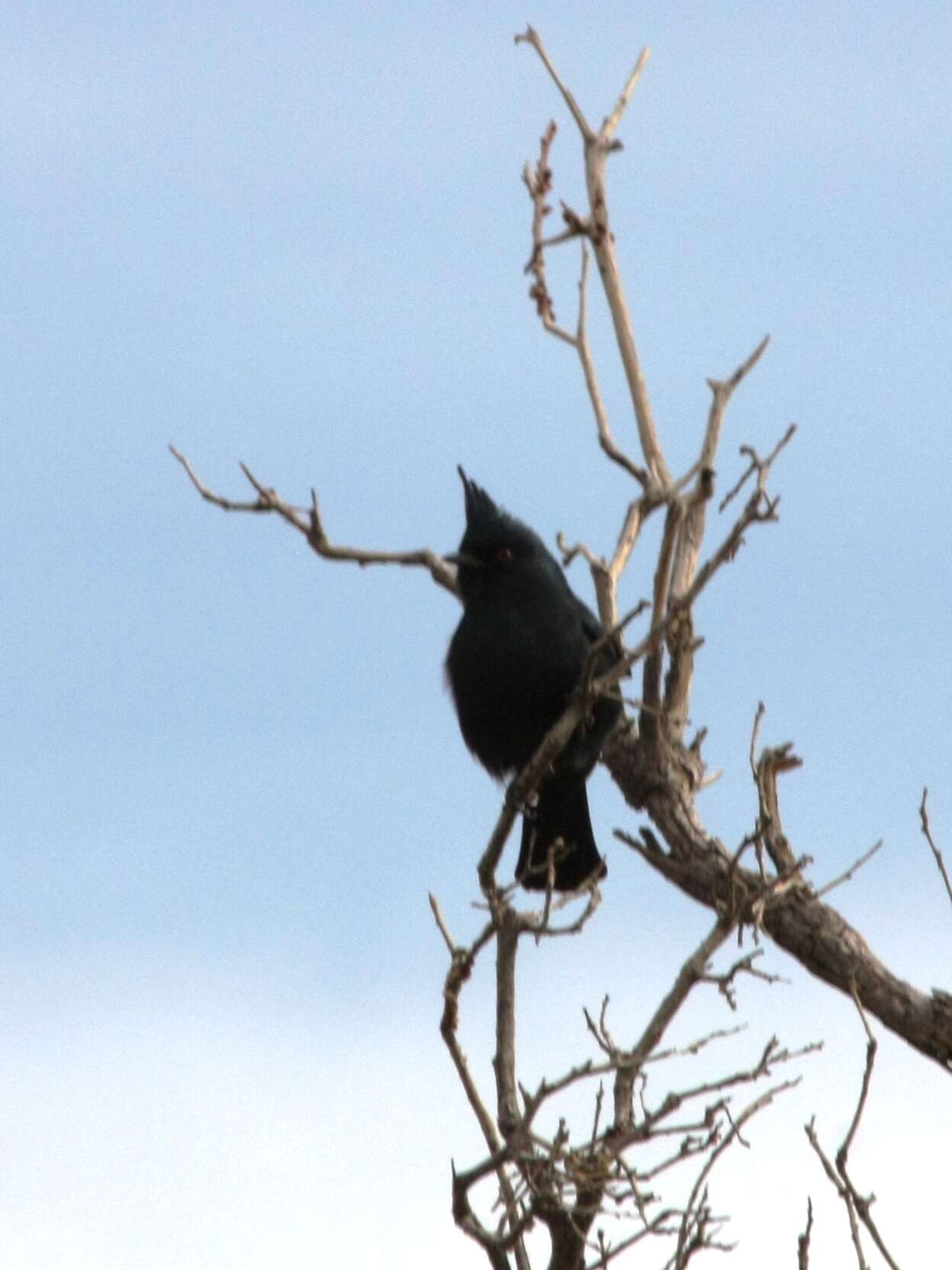 Image of Phainopepla Baird & SF 1858