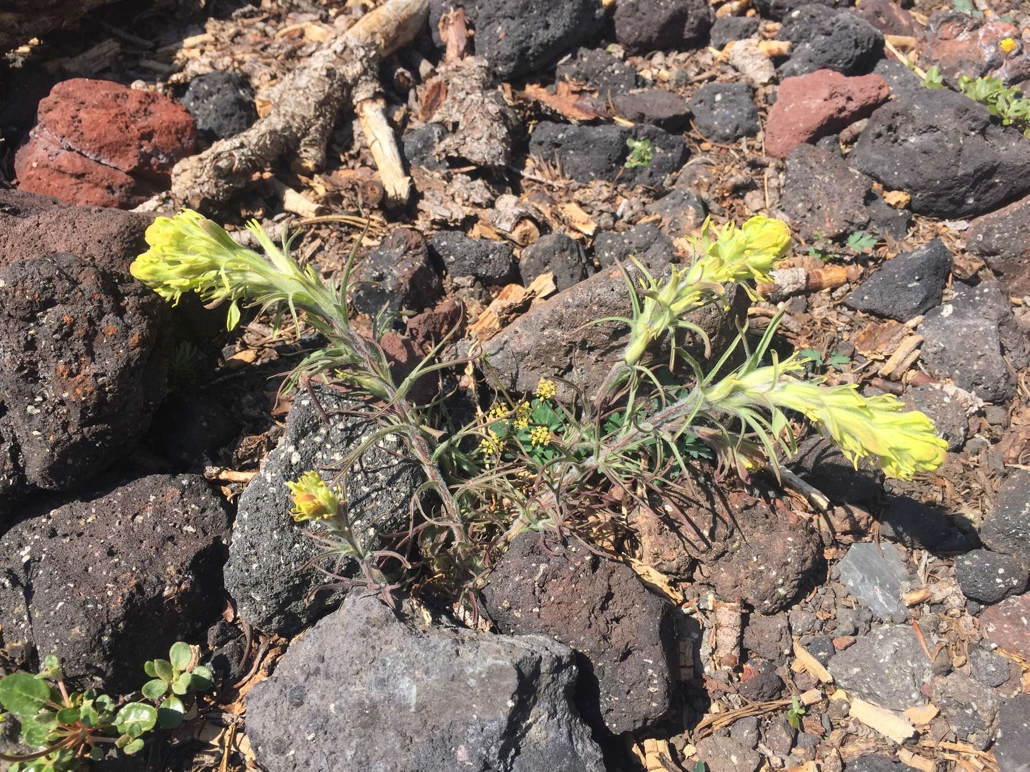 Image of cobwebby Indian paintbrush