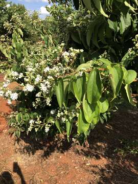 Image of Heptacodium