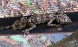 Image of Southern Leaf-tailed Gecko