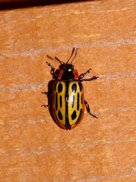 Image of Cottonwood Leaf Beetle