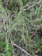 Image of Carolina desert-thorn
