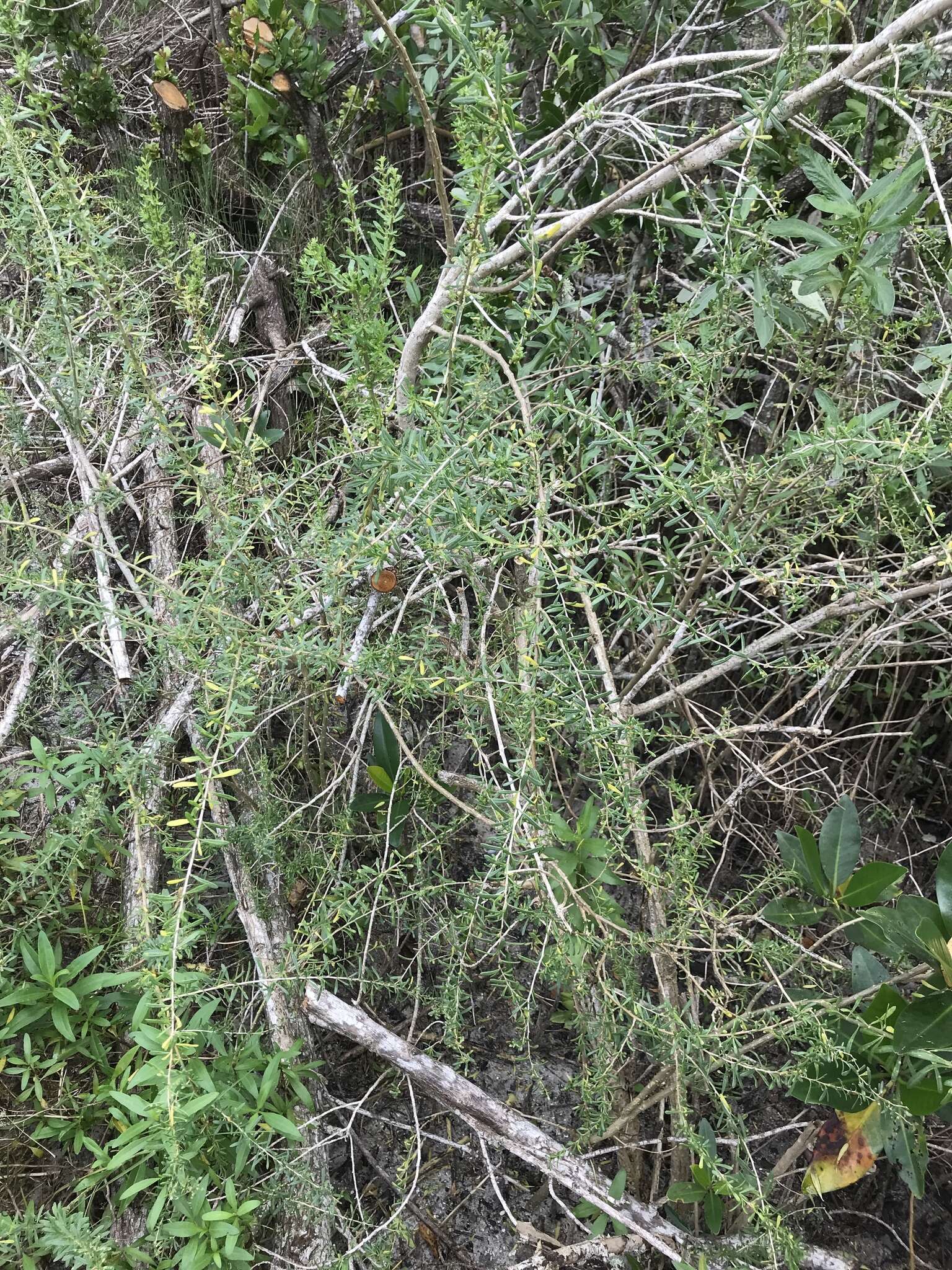 Image of Carolina desert-thorn