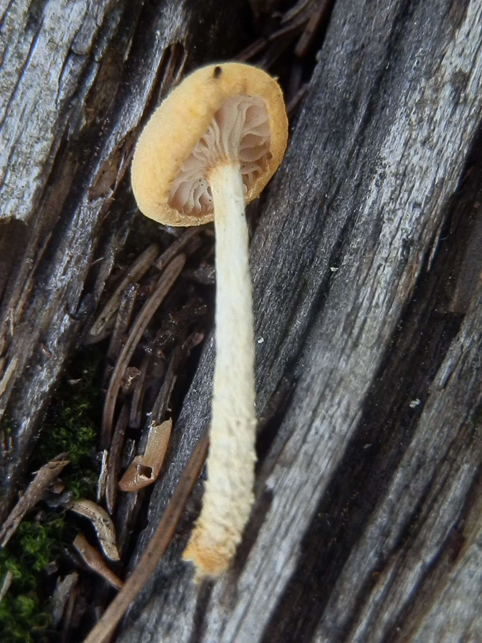 Image of Cyptotrama chrysopepla (Berk. & M. A. Curtis) Singer 1973