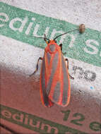 Image of Scarlet-winged Lichen Moth